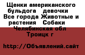 Щенки американского бульдога ( девочки) - Все города Животные и растения » Собаки   . Челябинская обл.,Троицк г.